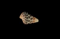 藏品(白葚蟹守螺)的圖片